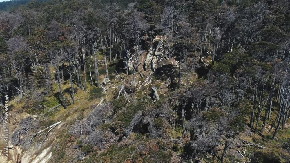 Sun drenched rocks are rhythmically beaten by Pacific Ocean Waves.  Cliffs and rugged trees frame the seashore.  Drone based aerial video. Cinematic and beautiful.  Both calming and energizing.