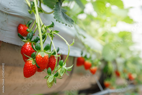 The hydroponics strawberry at greenhouse hydroponics farm with high technology farming in close system
