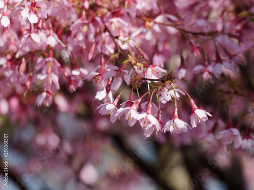 Photos Prunus incisa - Cerisier du Japon  'paean'
