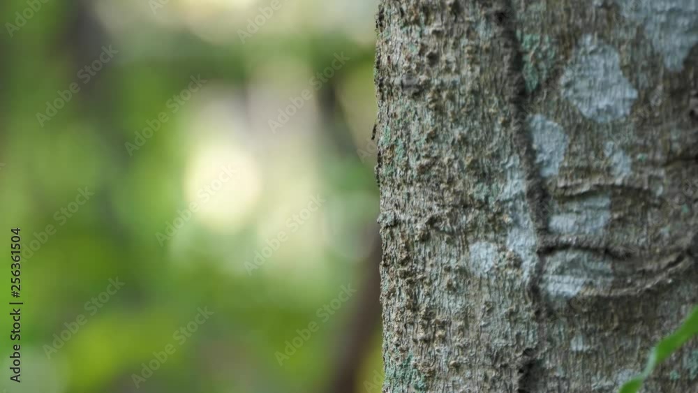Black ant walking tree.4K Black ant walking tree.4K