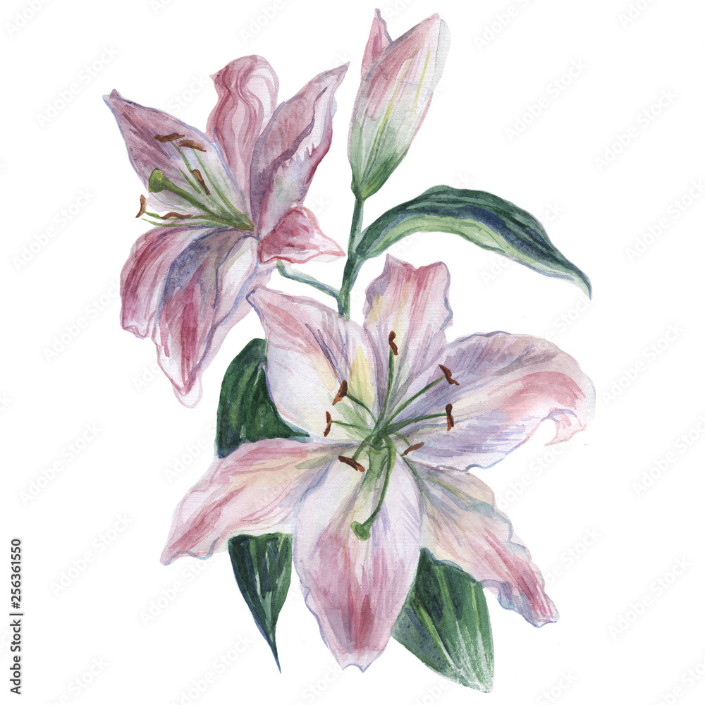 Pink and white watercolor lily on a white background Pink and white watercolor lily on a white background