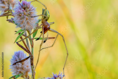 A male poison spider (Cheiracanthium punctorium) sits on a plant. Concept poisonous animals. © Rainer Fuhrmann