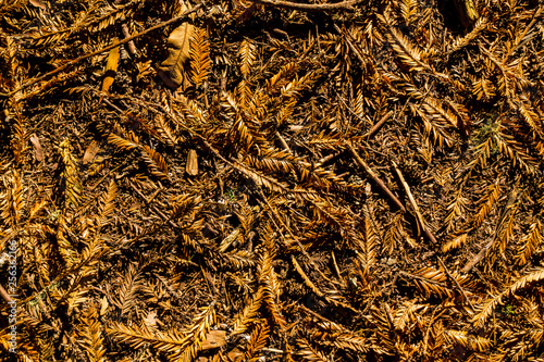 Forest floor leaf litter 