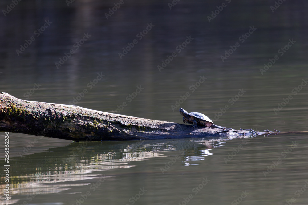 Fototapeta premium Amerikanische Schmuckschildkröte