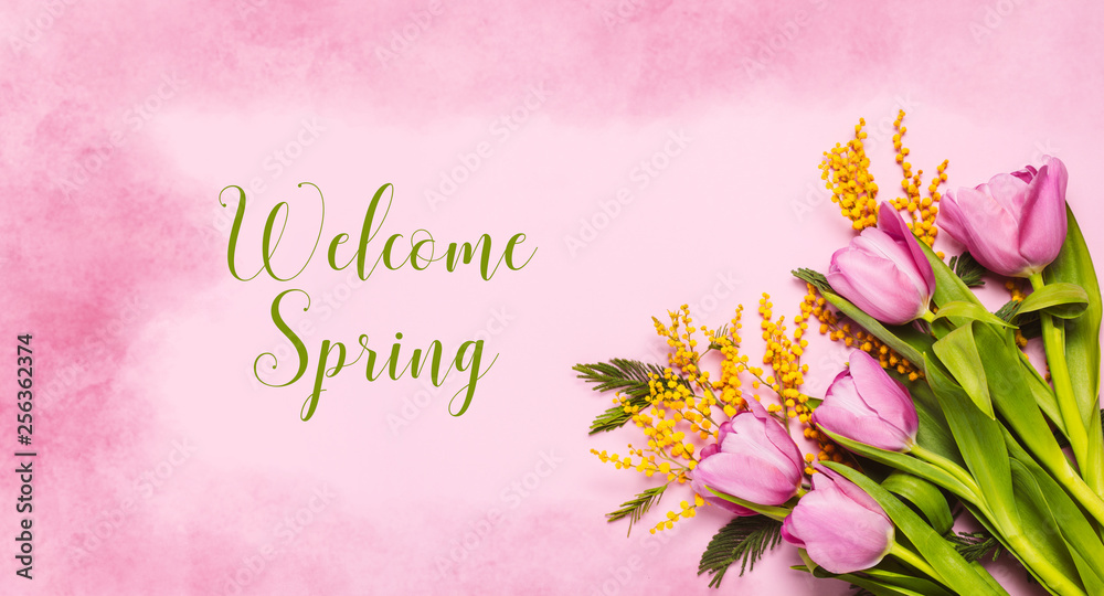 Obraz premium Pink tulips and mimosa flowers on pink watercolor background. Spring greetings. Text Welcome Spring. Flat lay, top view
