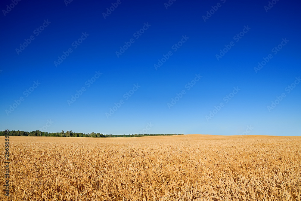 Landscape, view of field with ripe cereal