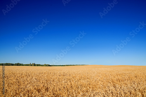 Landscape  view of field with ripe cereal