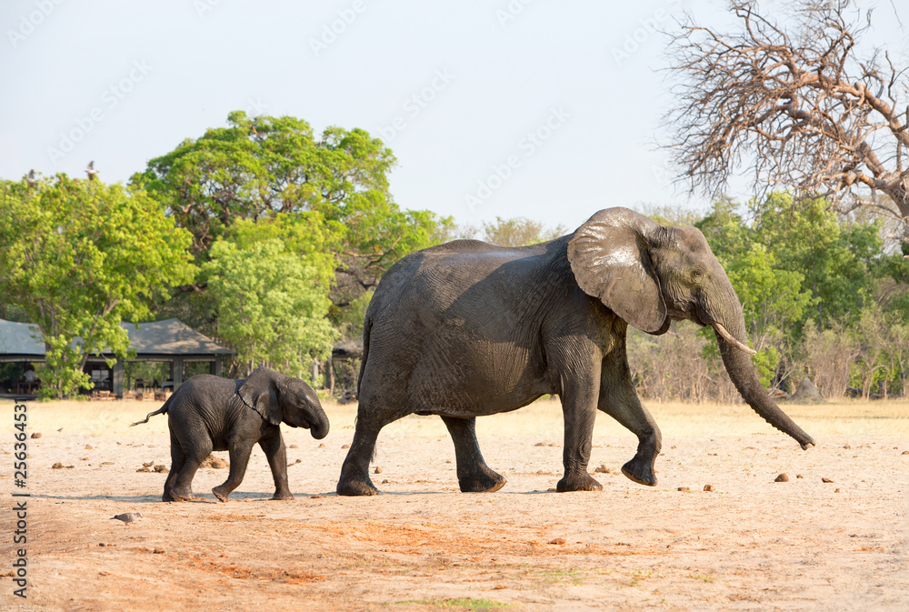 Fototapeta premium Matriarch elephant and calf walking through an African Safari cam with lodges in the distance. Hwange National Park, Zimbabwe