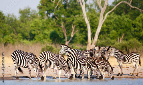 Herd of Zebra drinking from Makololo  waterhole with lush green foliage in the background.  Hwange National Park  Zimbabwe