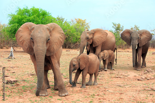 Family herd of elephants with calves standing on the lush shoreline of Lake Kariba in Matusadona National Park  Zimbabwe