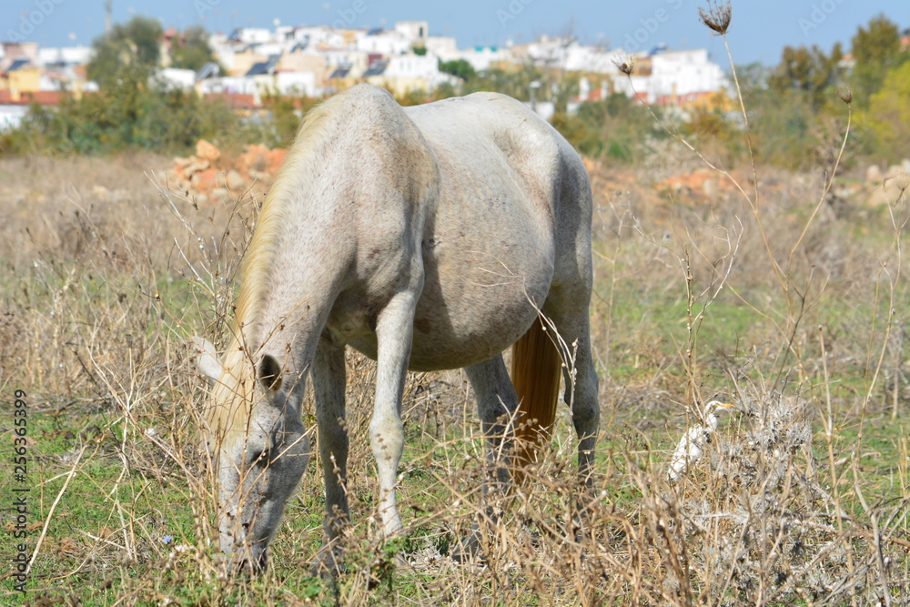 Naturaleza, amanecer, aves, ciervos, caballos, barcas Naturaleza, amanecer, aves, ciervos, caballos, barcas