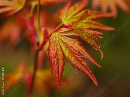 Closeup of fresh new spring leaves of Japanese maple tree