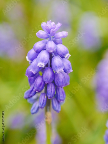 Closeup of a blue grape hyacinth (muscari) flower