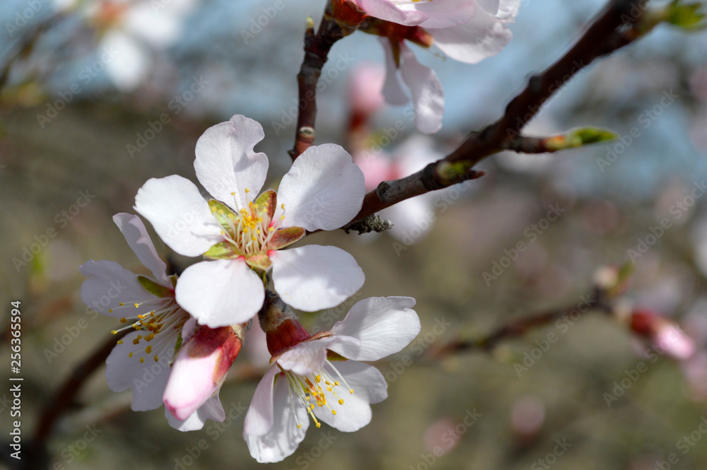 Almond pink and white blossoms shivering on chill wind gusts, shortly before spring time