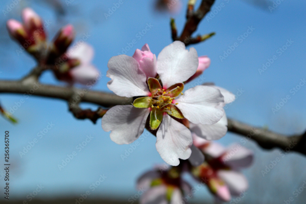 Almond pink and white blossoms shivering on chill wind gusts, shortly before spring time Almond pink and white blossoms shivering on chill wind gusts, shortly before spring time