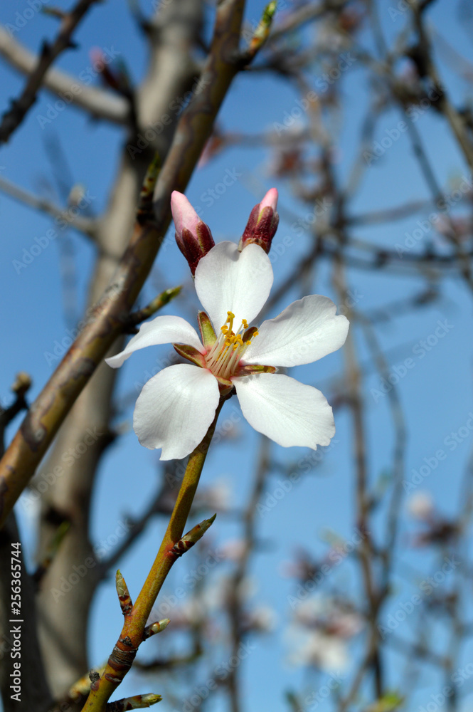 Almond pink and white blossoms shivering on chill wind gusts, shortly before spring time Almond pink and white blossoms shivering on chill wind gusts, shortly before spring time