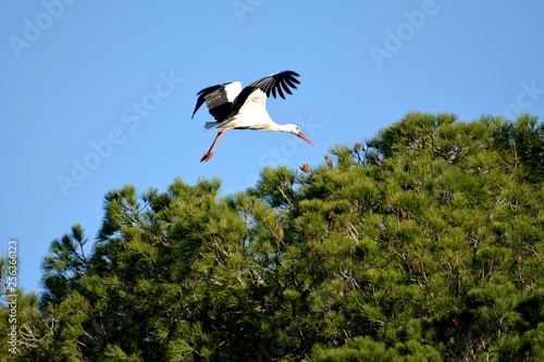 Naturaleza, caballos, aves, barcas,