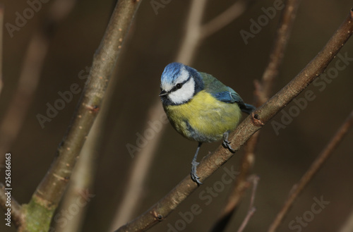 A pretty Blue Tit (Cyanistes caeruleus) perched on a branch in a tree. It has been searching around for insects to eat. 