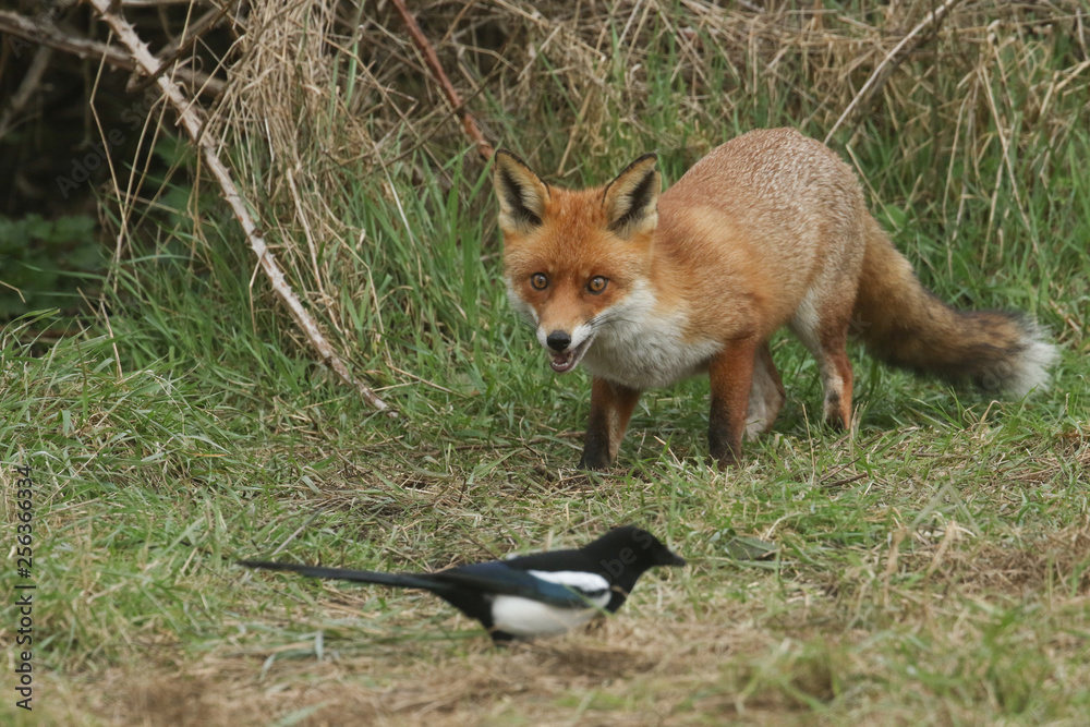 A magnificent Red Fox (Vulpes vulpes) searching for food to eat at the edge of shrubland.	