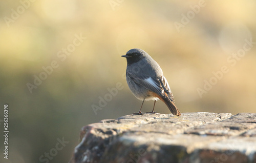 A beautiful male Black Redstart, Phoenicurus ochruros, perching on a rock. © Sandra Standbridge