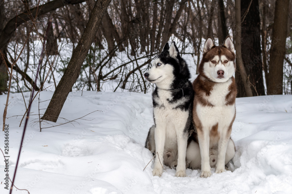 Siberian Husky dogs portrait in winter forest. Front view. Siberian Husky dogs portrait in winter forest. Front view.