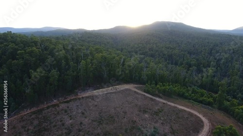 Forest drone pull out photo