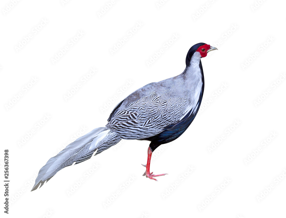 Naklejka premium White Pheasant