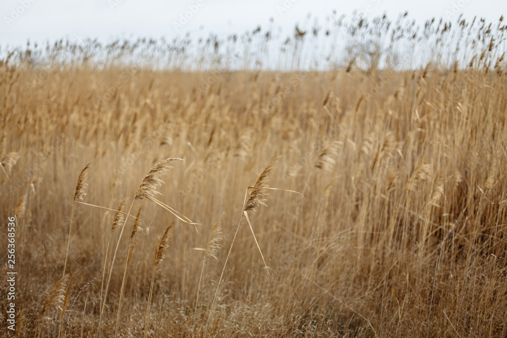 Fototapeta premium field with yellow ears