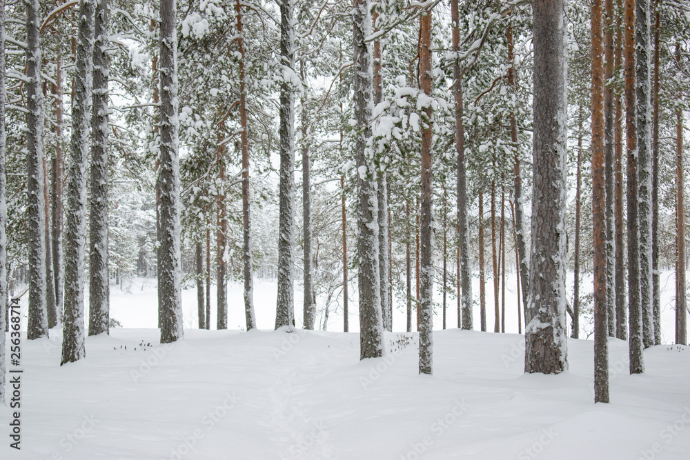 trees in snow in winter trees in snow in winter