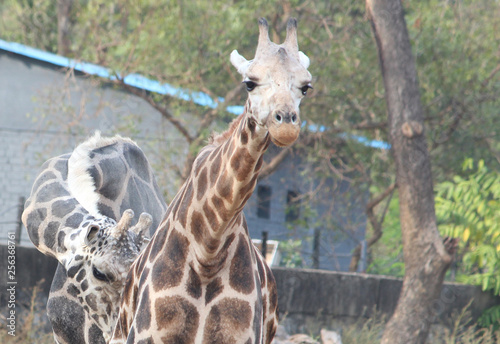 Photography Giraffe