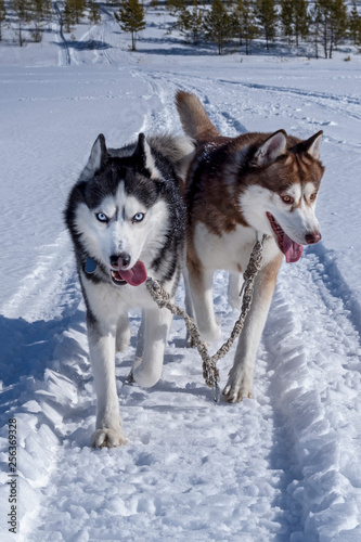 Running dogs. Siberian Husky dogs in sunny winter walk. Front view.