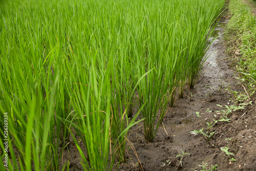 green rice fields in Asia