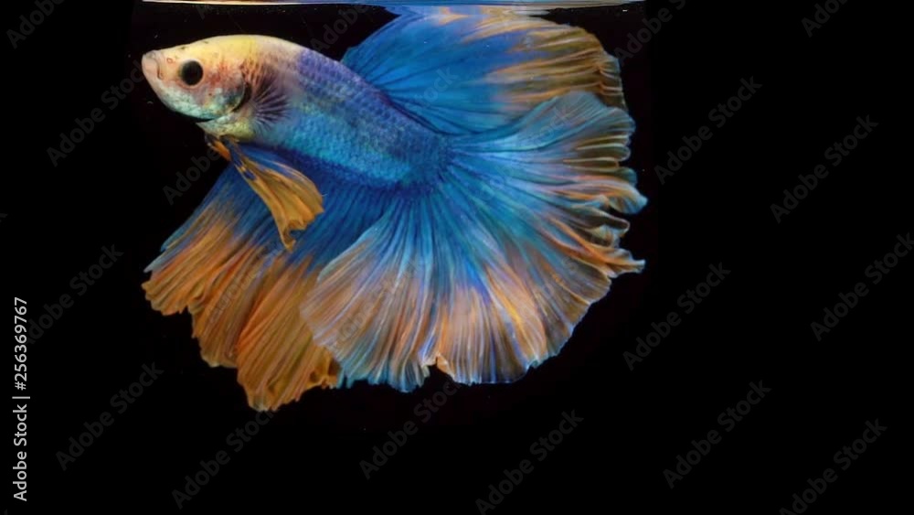 Super slow motion of Siamese fighting fish (Betta splendens), well known name is Plakat Thai Super slow motion of Siamese fighting fish (Betta splendens), well known name is Plakat Thai