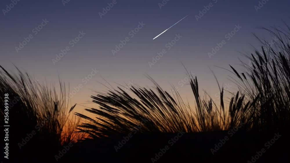 Bright falling star (meteor) in twilight sky with waving beach grass.