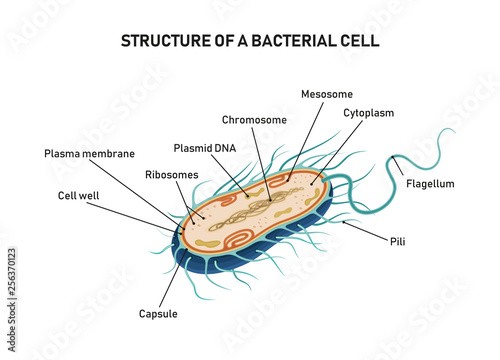 Structure of a bacterial cell Stock Vector | Adobe Stock
