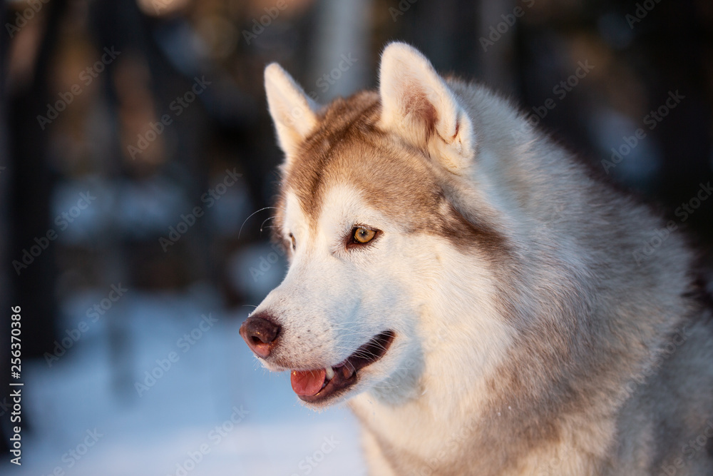 Beautiful, happy and free Siberian Husky dog lying on the snow path in the winter forest at golden sunset