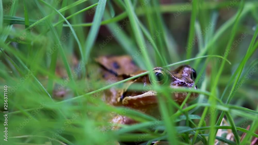 European common frog, Rana temporaria, amphibian at eye level amongst grass during spring in Scotland. European common frog, Rana temporaria, amphibian at eye level amongst grass during spring in Scotland.