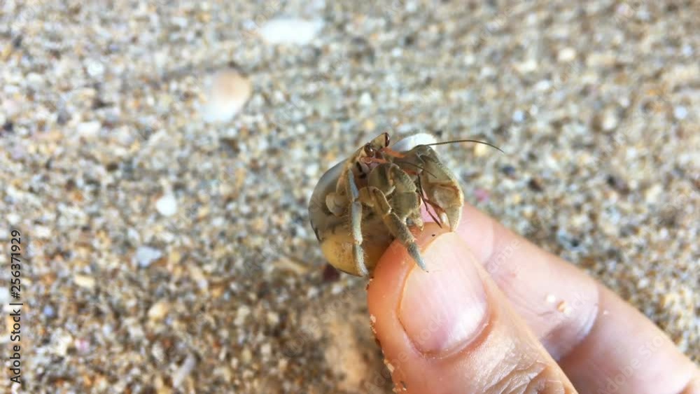 Closeup view of hermit crab with shell in human hand with sand beach on background. 4K macro footage Closeup view of hermit crab with shell in human hand with sand beach on background. 4K macro footage