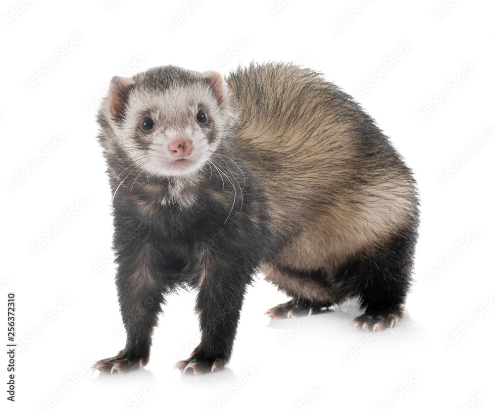 Fototapeta premium brown ferret in studi