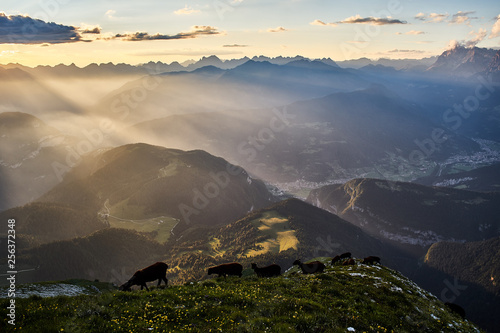 Sheeps flock on Pavione Mountain at sunset, Primiero, Trentino, Italy  © Francesco