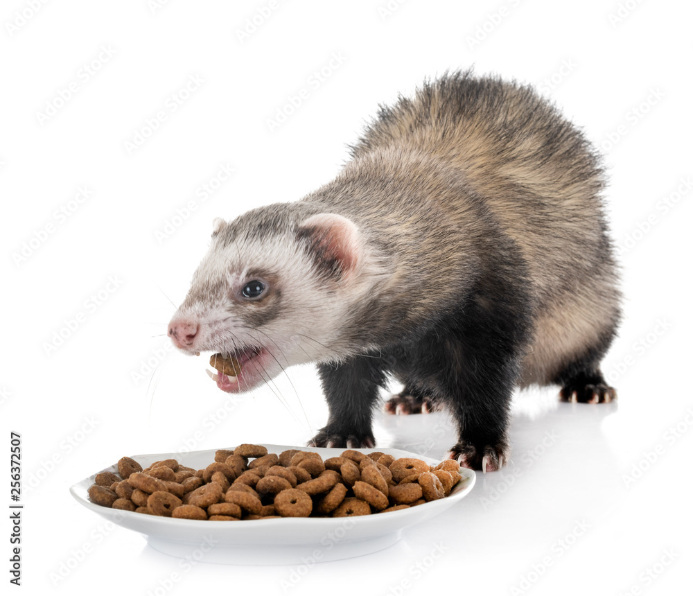 Fototapeta premium brown ferret in studi