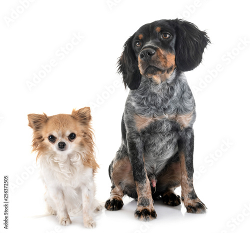 puppy brittany spaniel and chihuahua