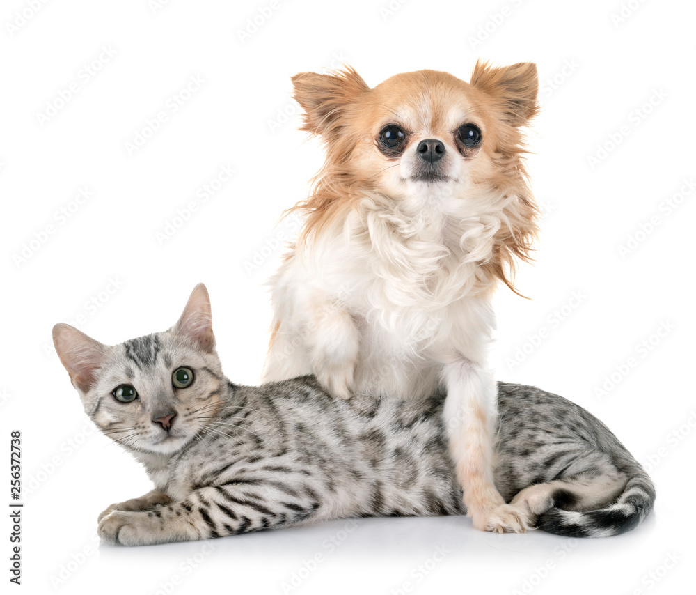 bengal kitten and chihuahua