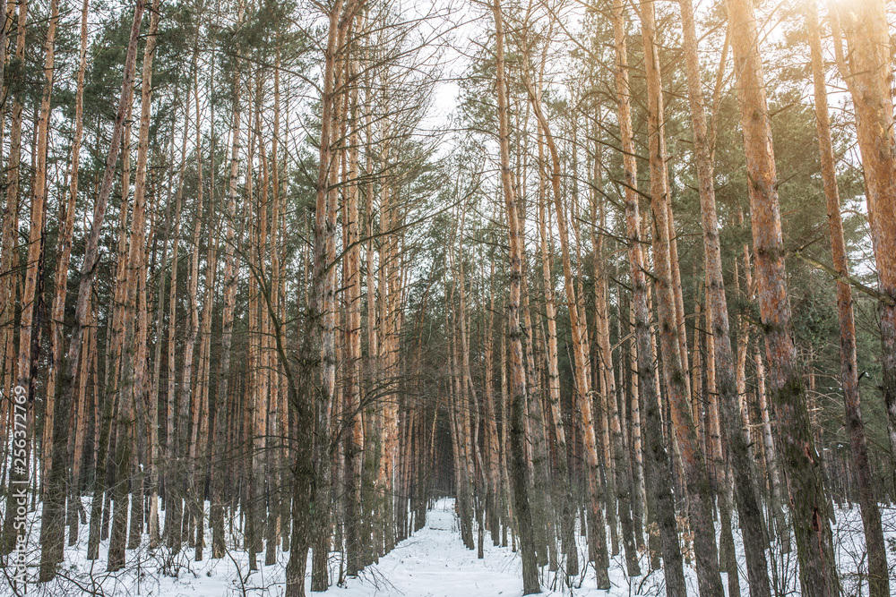 Winter photo of a wood with pine trees. Natural image from the spruce forest. Snowy weather.