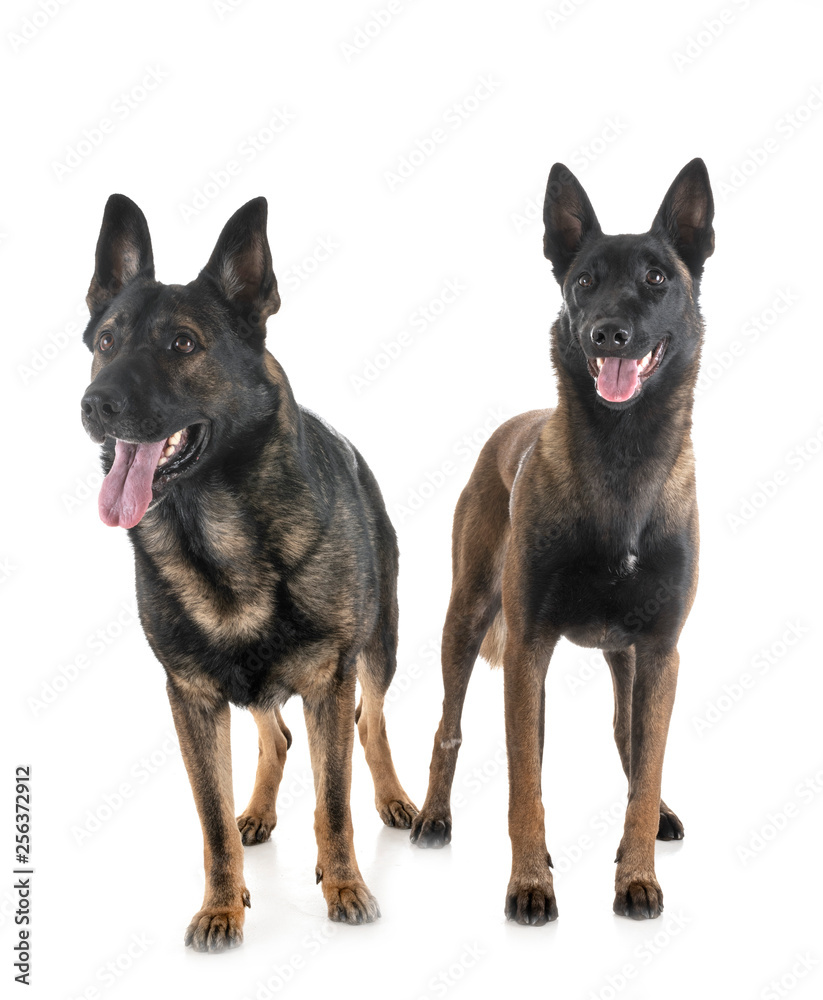 malinois and german shepherd malinois and german shepherd