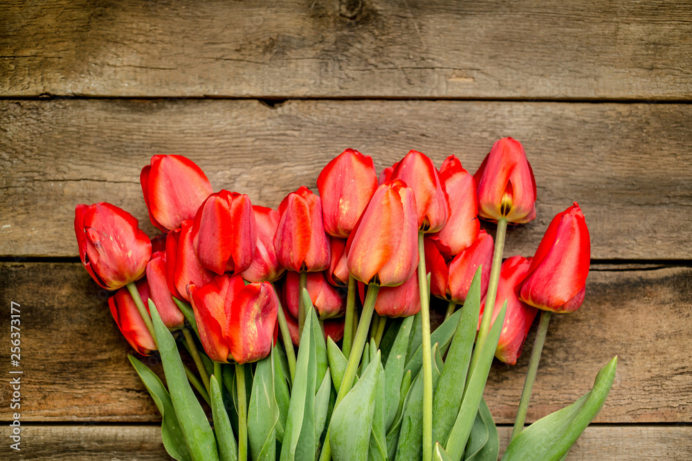 Spring background with beautiful tulips over wooden background