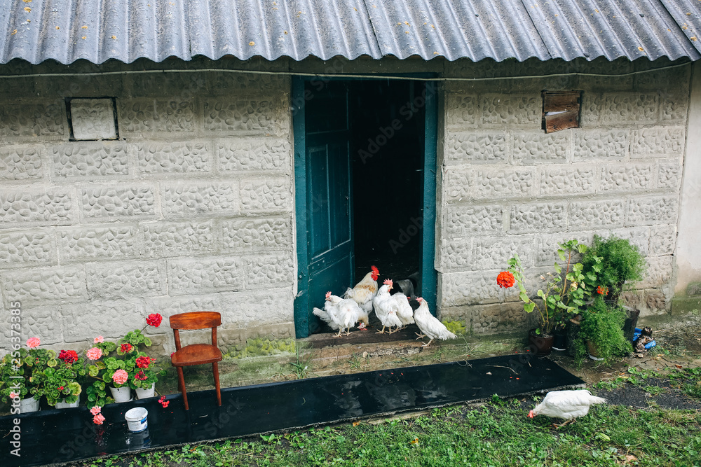 Obraz premium White hens and chickens are walking and eating in the village yard. Rustic style countryside photo. Domestic animals outdoors. Amazing natural house with flowers near the house.