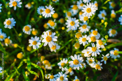blooming chamomile field