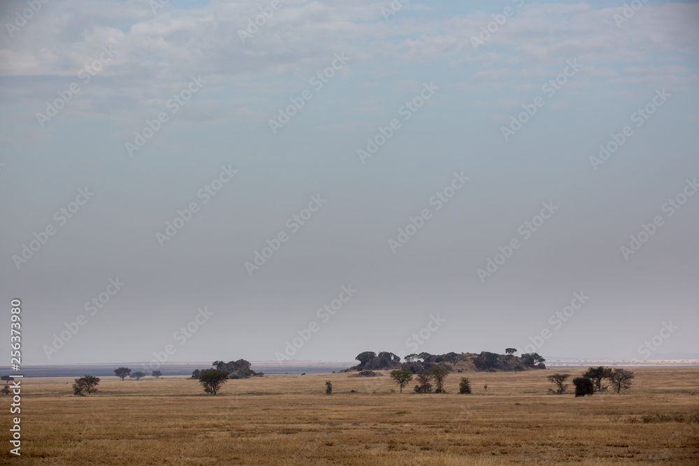 Serengeti - Tansania