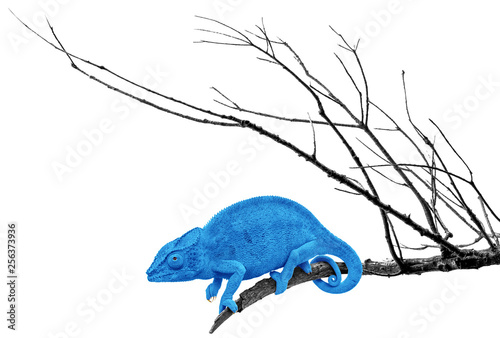 Caméléon bleu 